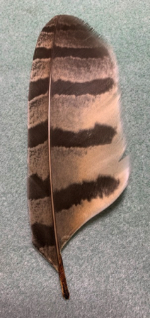 July 3 - Walking along with Pat and Ralph this morning and look what I found! Pat says it's an Owl feather. July 3 - Walking along with Pat and Ralph this morning and look what I found! Pat says it's an Owl feather.